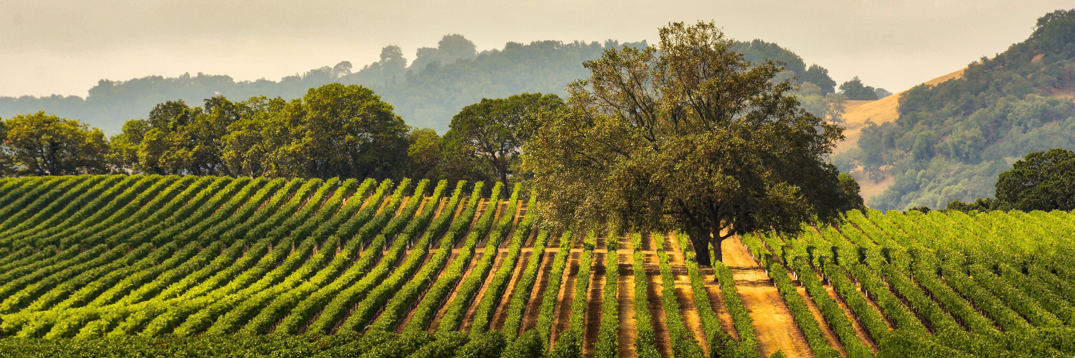 A photo of The Best Wine Tasting Tours in Sonoma