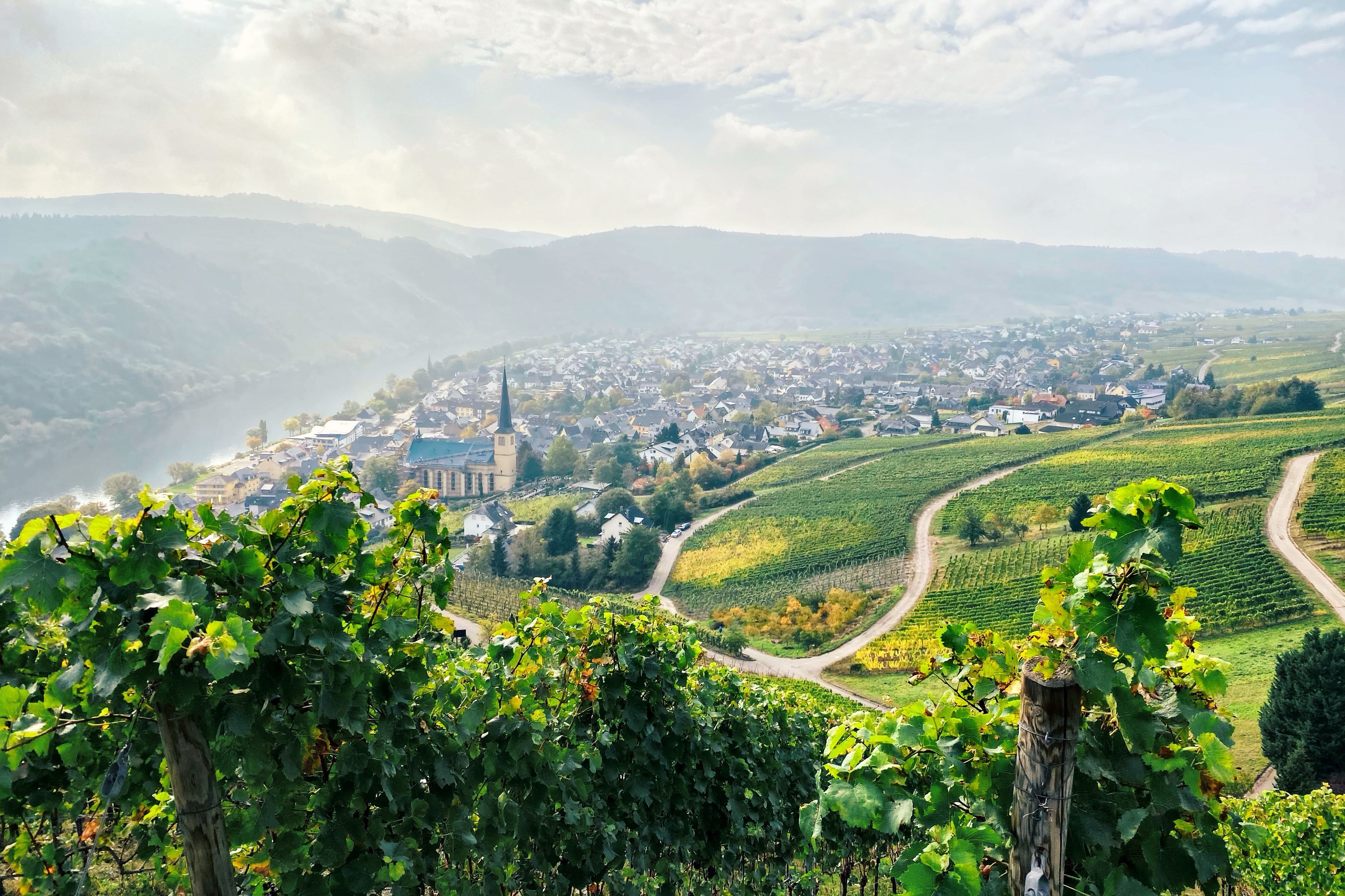 A photo of The Best Wine Tasting Tours in the Mosel