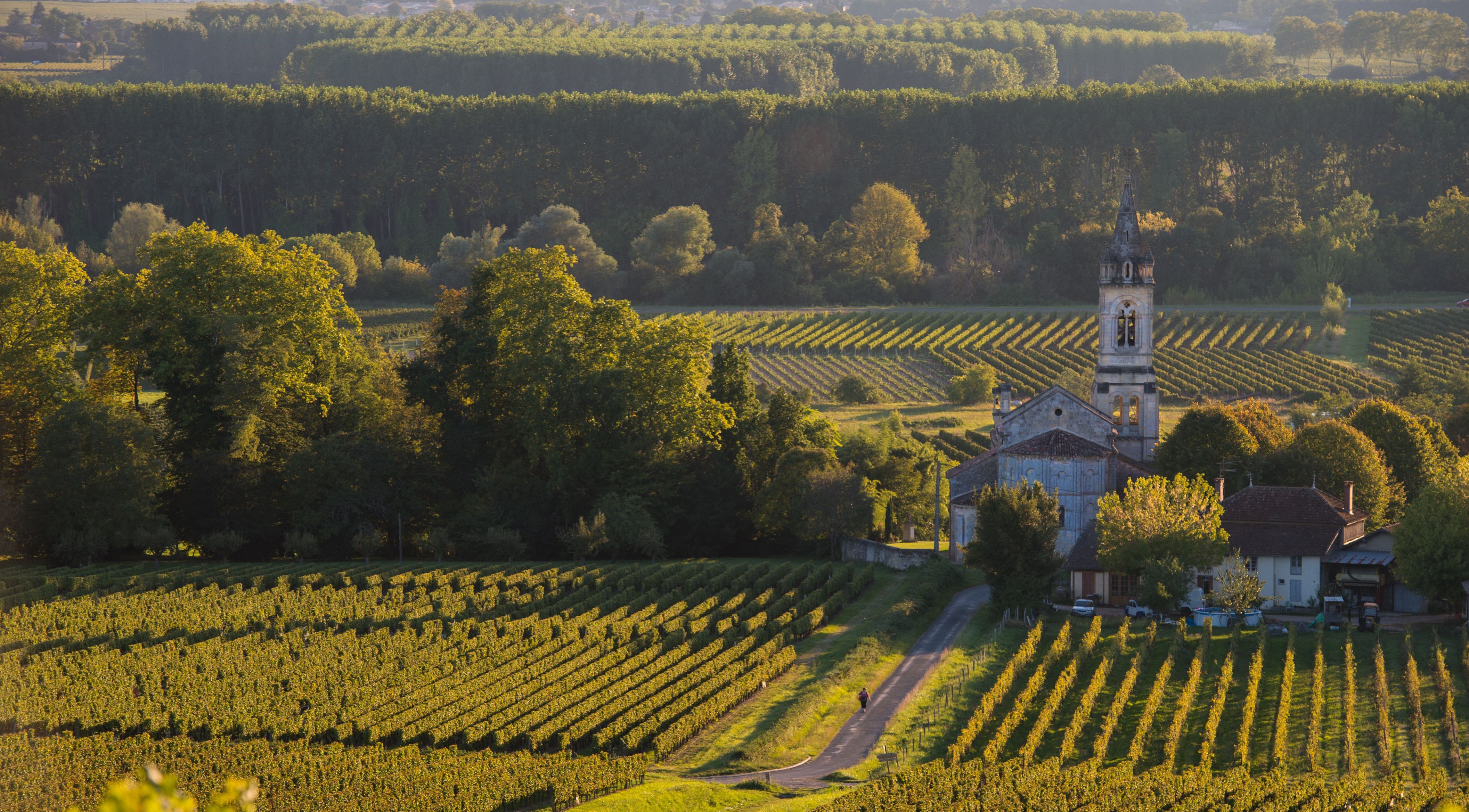 A photo of The Best Wine Tasting Tours in Sauternes, Bordeaux