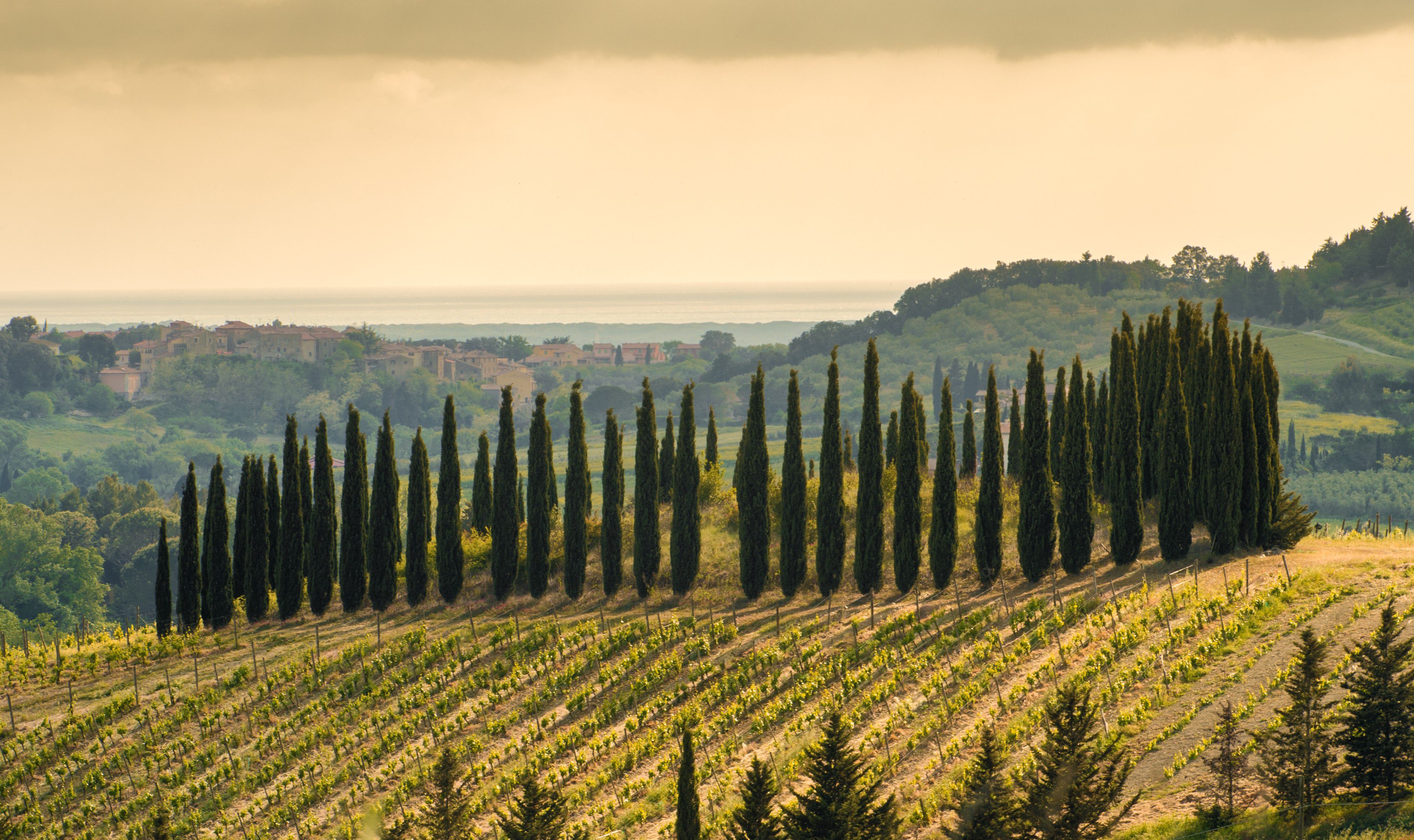A photo of The Best Wine Tasting Tours in Bolgheri