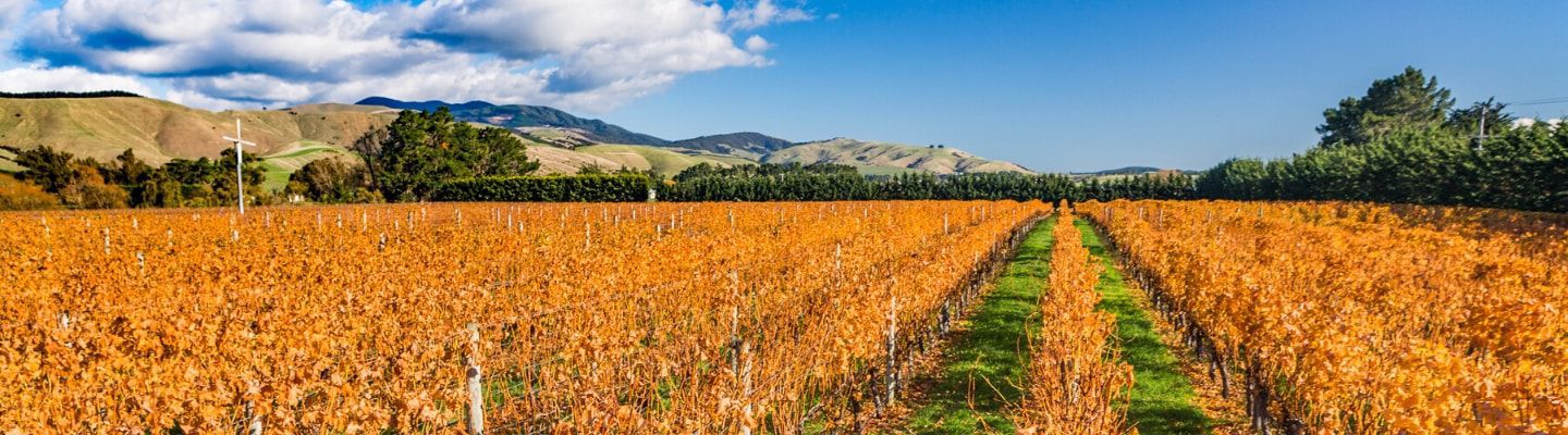 A photo of The Best Wine Tasting Tours in Martinborough