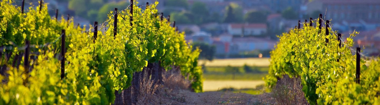 A photo of The Best Wine Tasting Tours in Languedoc-Roussillon