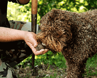 Generic photo for Truffle Hunting Tours category