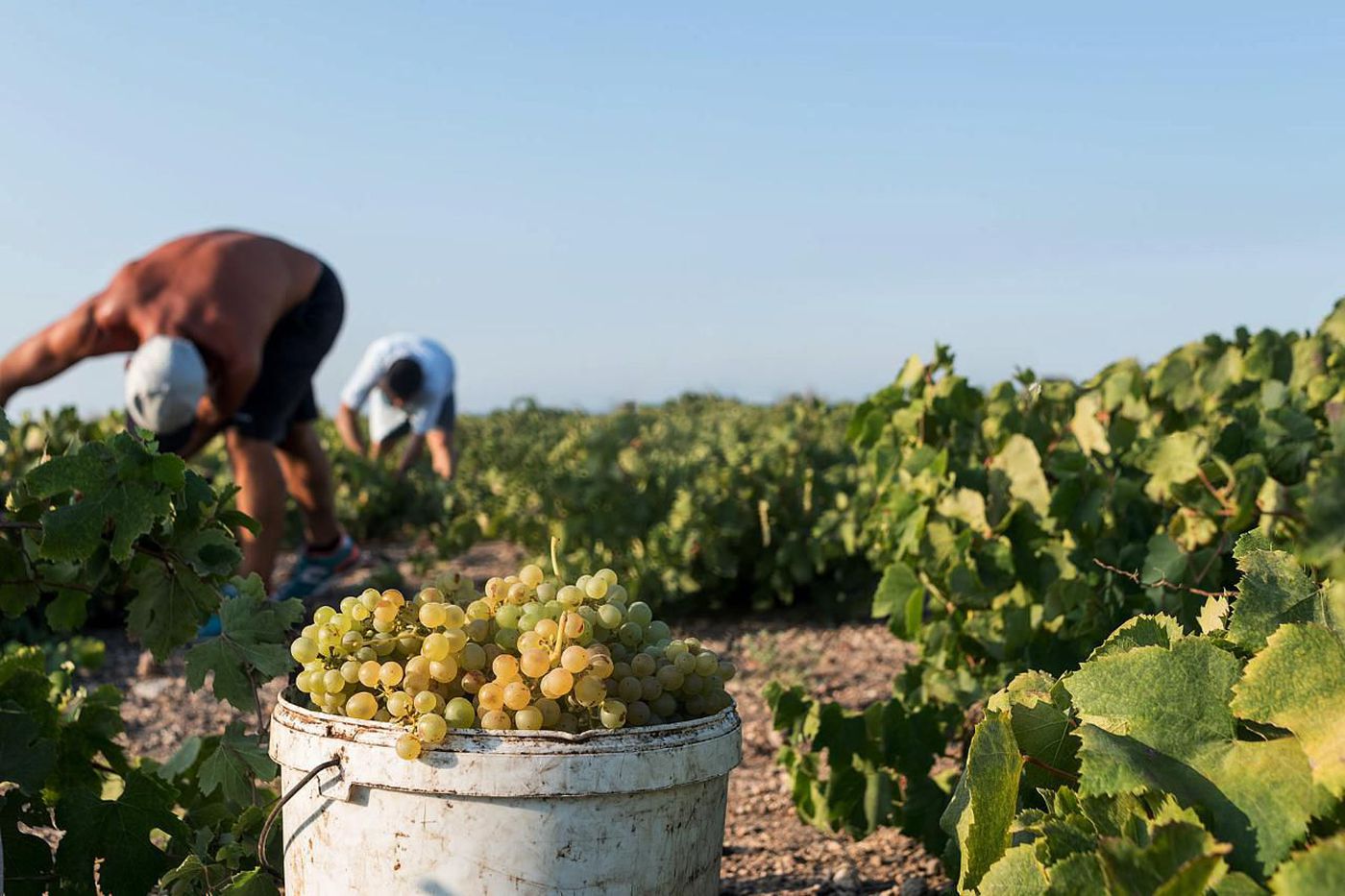 A photo of Half-Day Private Greek Wine Tasting Tour in Santorini with Sommelier