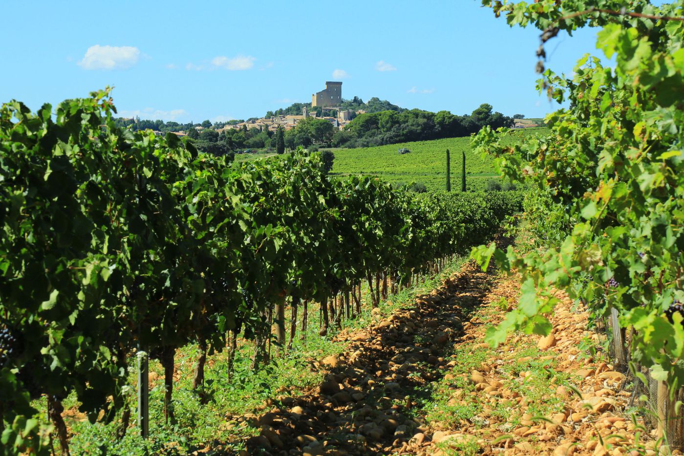 Half Day Wine Tour In Chateauneuf Du Pape With Two Winery Visits From Avignon