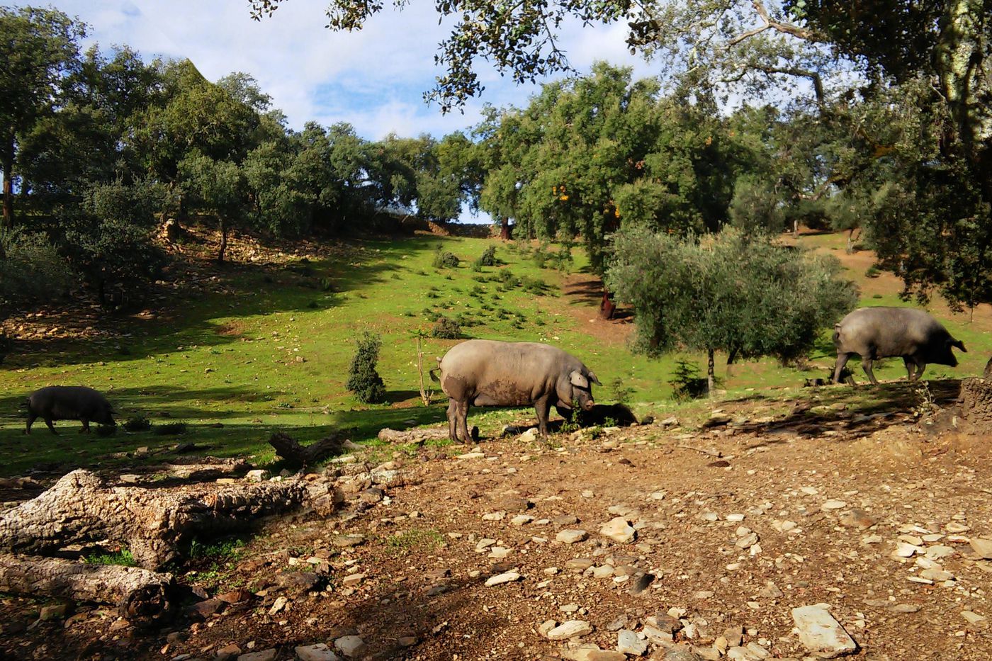 A photo of Iberian Ham Tasting & Cave of Aracena Tour from Seville