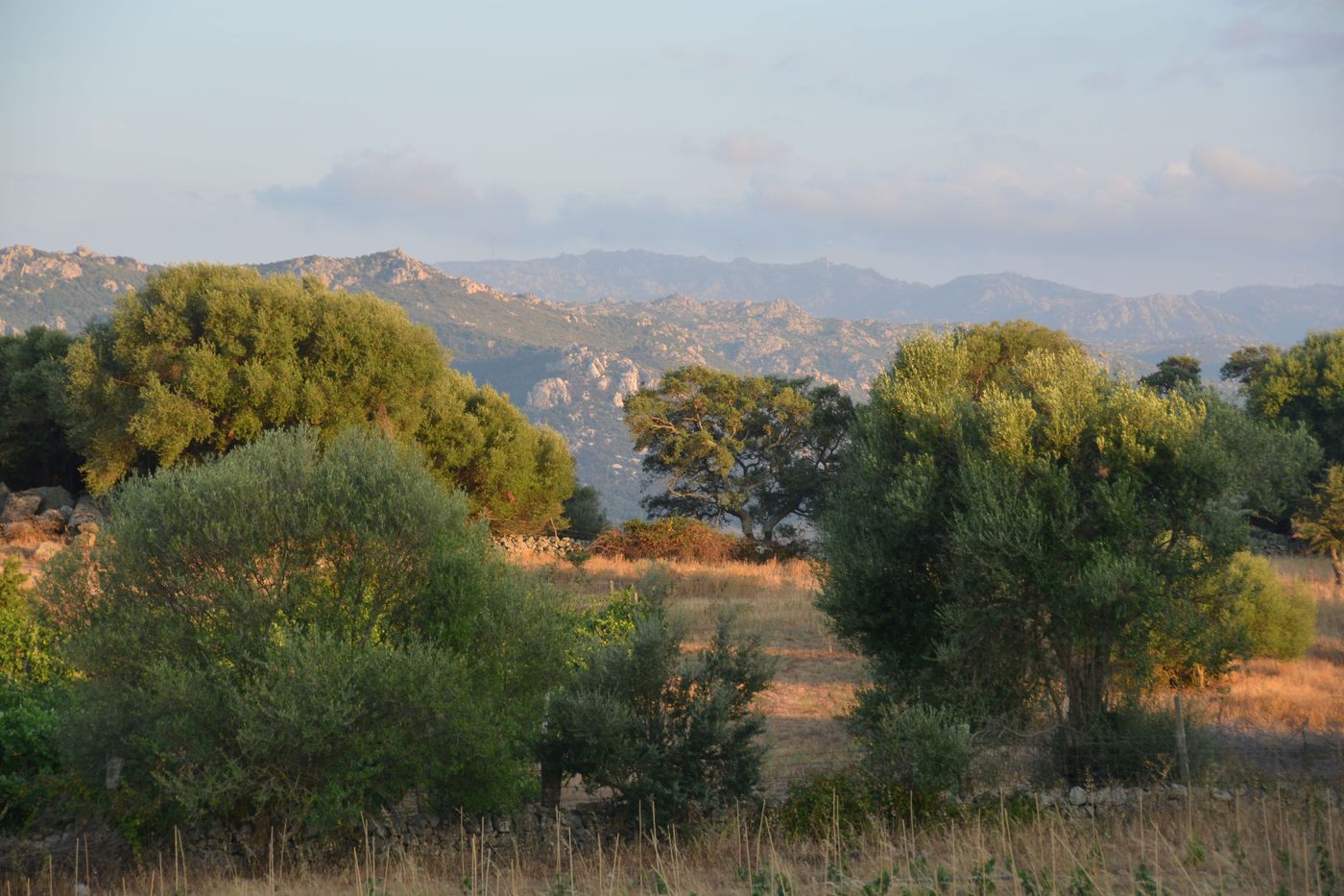 A photo of Full-Day Vermentino Wine Tour