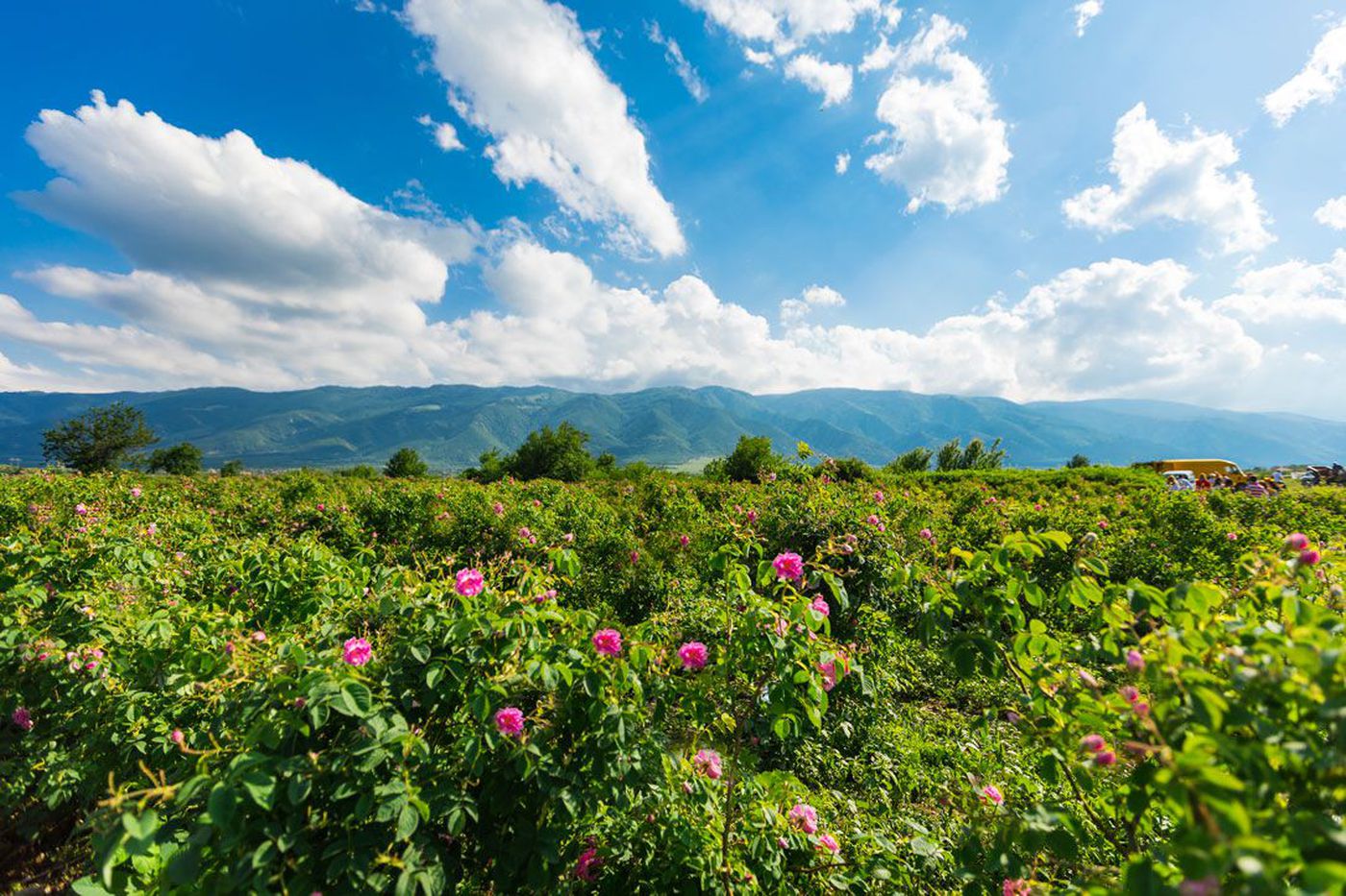 A photo of Private Wine Tour in the Rose Valley from Plovdiv