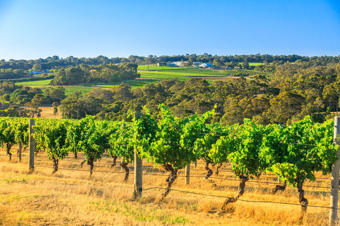 A photo of Western Australia's Margaret River Food and Wine Tour