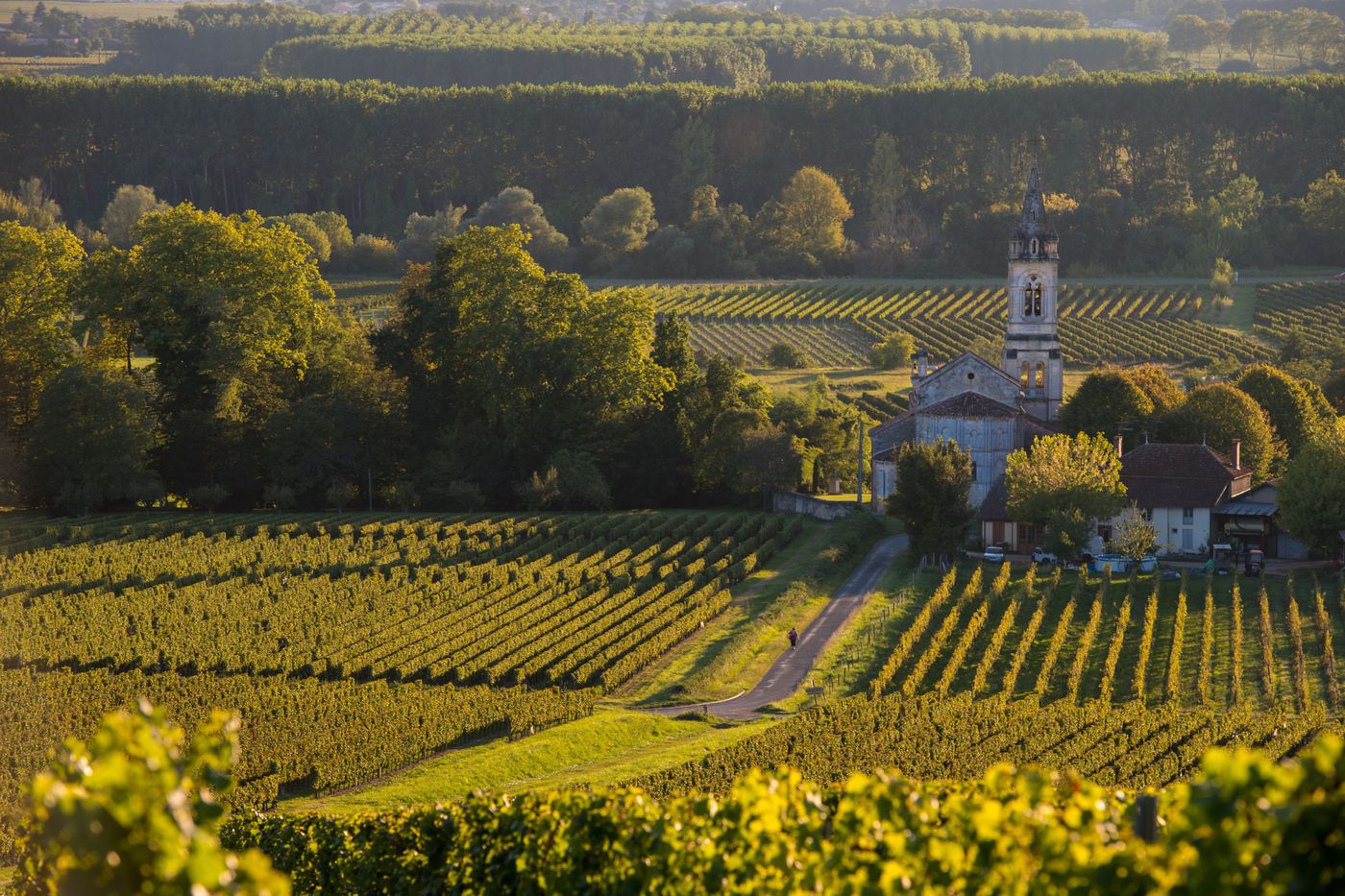 A photo of Full-Day Private Graves and Sauternes Wine Tasting Tour from Bordeaux