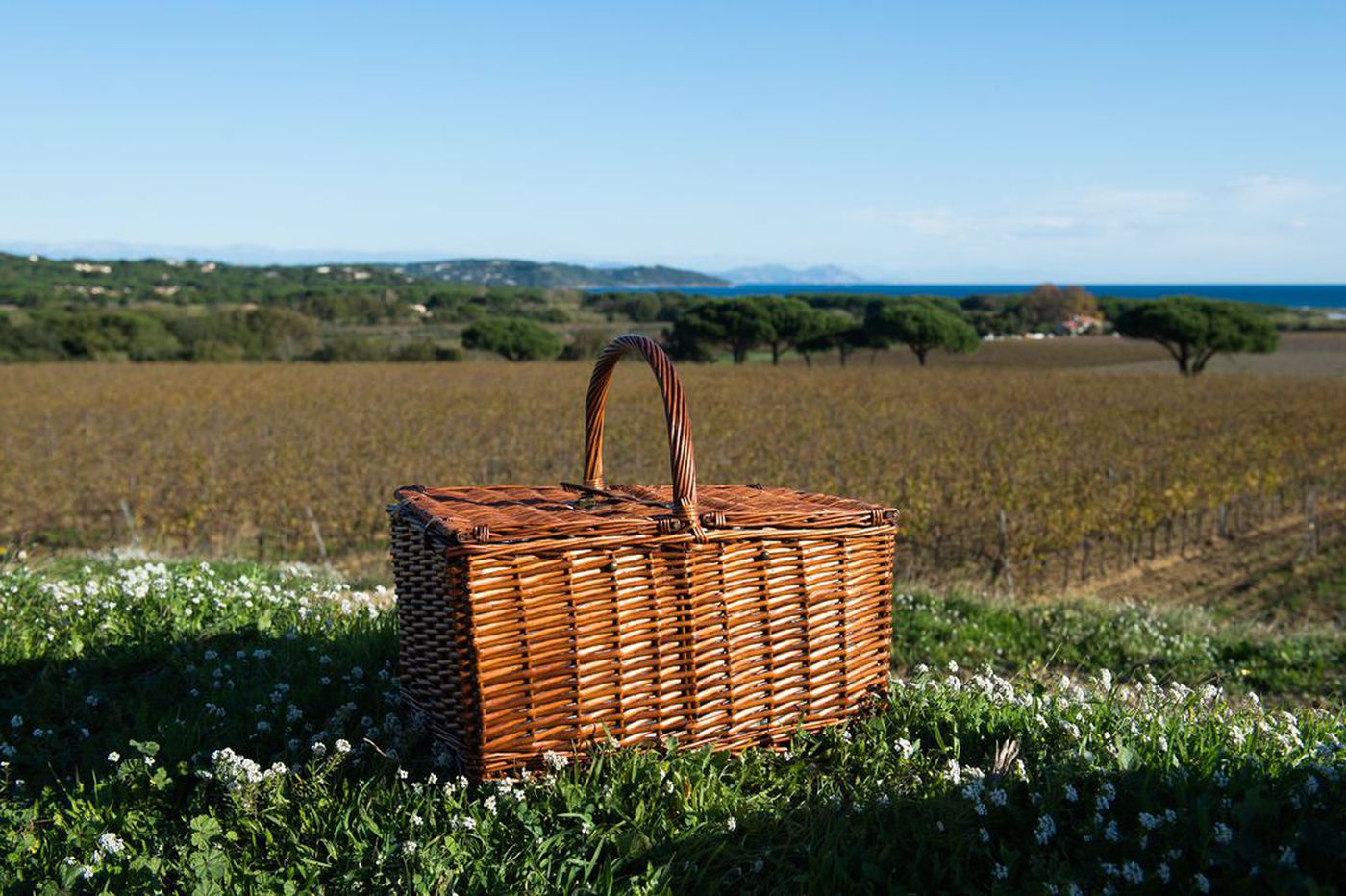 A photo of 3.5-Hour Private Picnic at a Winery in Saint Tropez 