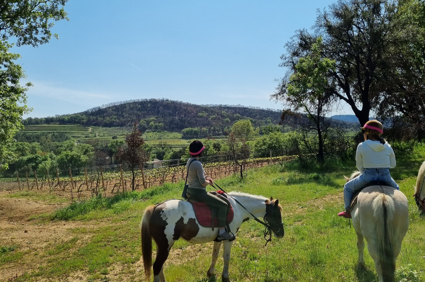 A photo of Horse Riding in the Vineyards of Grimaud