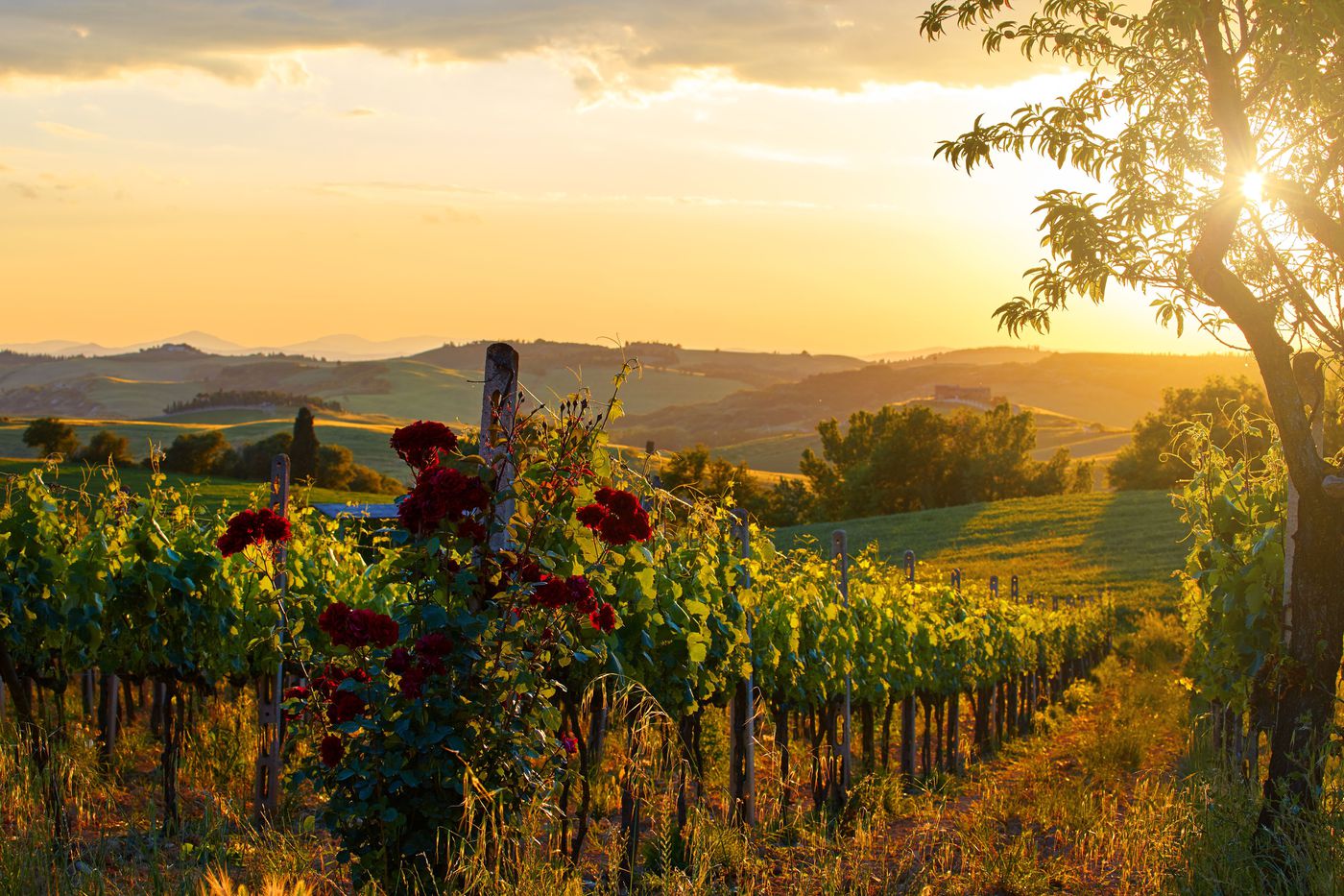 A photo of Private Hiking and Wine Tasting Tour in Chianti