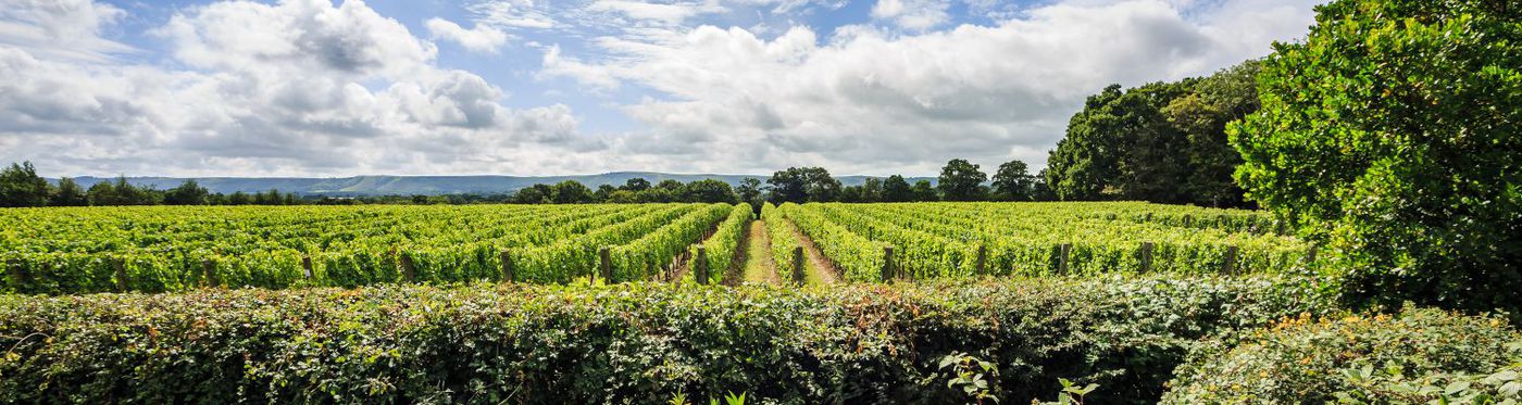 A photo of Sussex Sparkling Wine Tasting Tour 