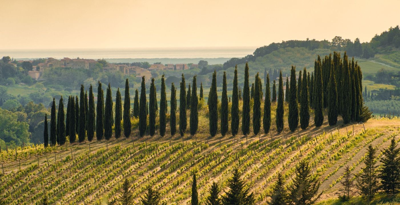 A photo of Full Day Private Wine Tasting Tour in Bolgheri