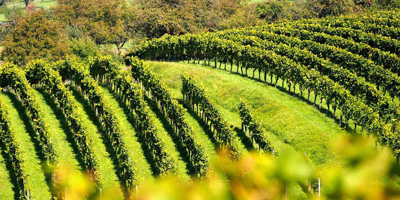 A photo of Full-Day Limoux & the Malepère Vineyard Private Tour
