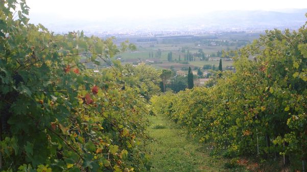 A photo of Wine and Cheese Tasting Tour in Assisi, Umbria