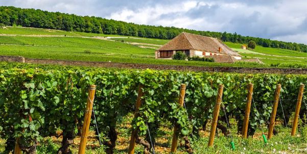 A photo of Côte de Nuits and Côte de Beaune Wine Tasting Tour From Dijon