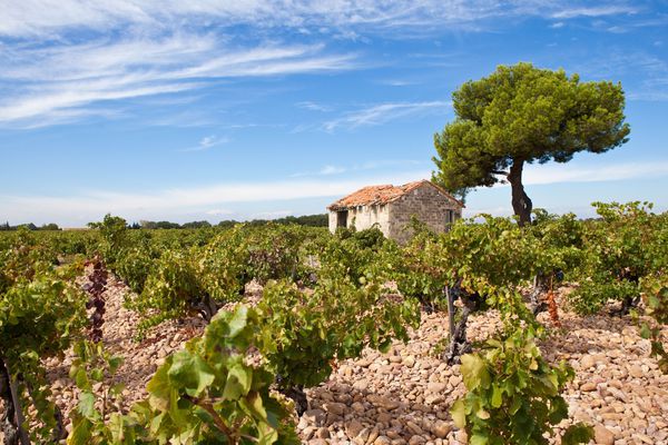 A photo of Half-Day Wine Tour in Tavel and Châteauneuf-du-Pape from Avignon