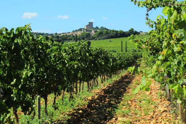 A photo of Half day wine tour in Châteauneuf-du-Pape with two winery visits from Avignon