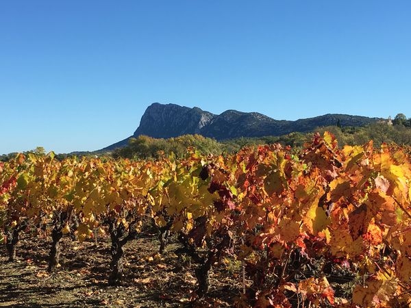 A photo of Half-Day Pic Saint Loup Wine Tour from Montpellier