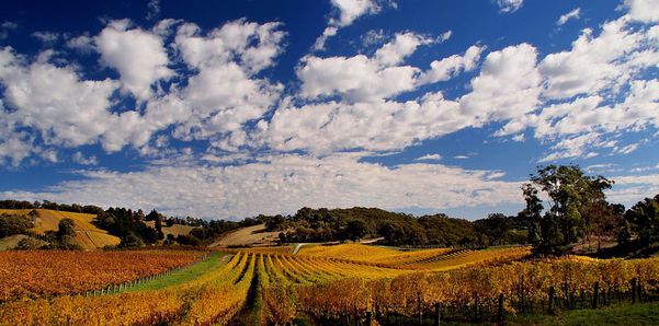 A photo of Barossa Valley and Adelaide Hills Wine Tour