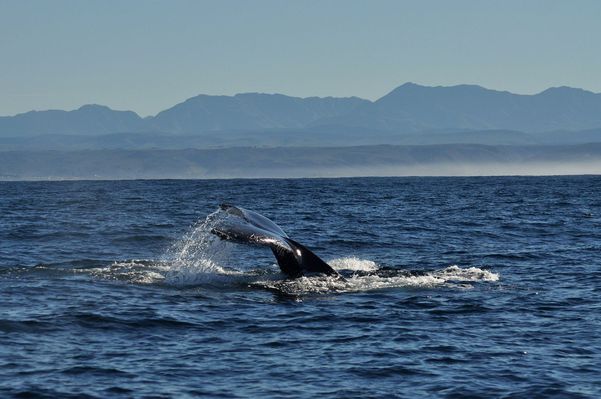 A photo of Private Full-Day Whales and Wine Tour from Cape Town