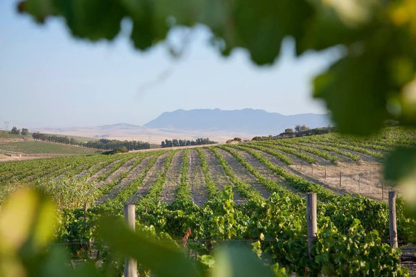 A photo of Private Wine Tour of The Swartland from Cape Town
