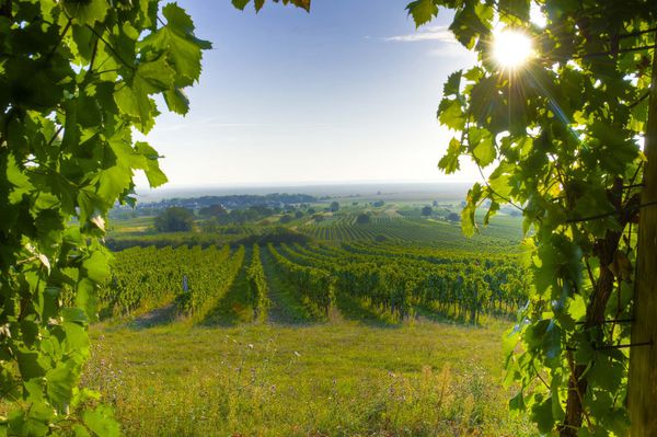 A photo of Burgenland Gourmet & Wine Tour from Vienna