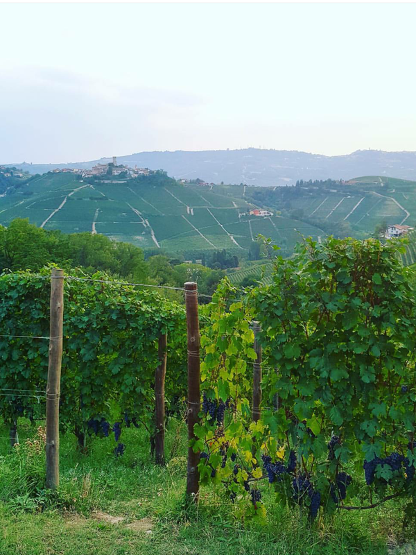 A photo of LANGHE VALLEY WINE TOUR