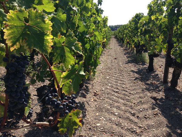 A photo of Full-Day Private Organic Wine Tour from Bordeaux