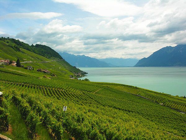 A photo of Lavaux Vineyard and Wine Tasting Tour