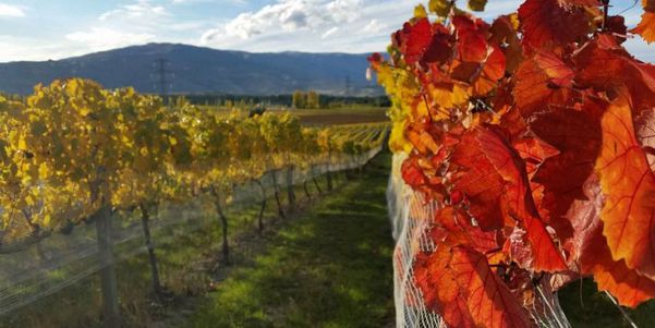 A photo of Central Otago Food and Wine Tasting Tour