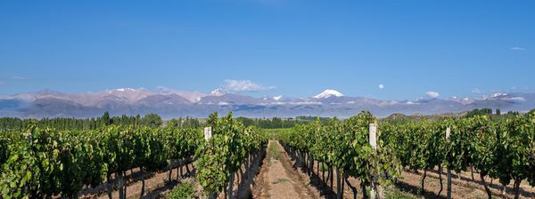 A photo of Full-Day Private Uco Valley Wine Tour with Visits to Three Wineries and Lunch from Mendoza