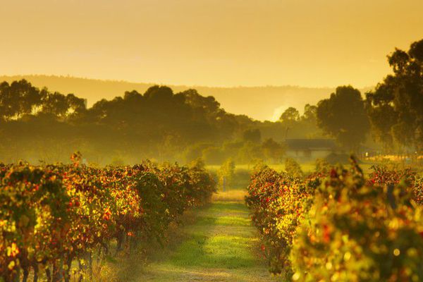 A photo of Western Australia's Swan Valley Food and Wine Tour