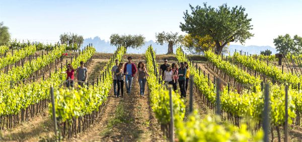 A photo of Full-Day El Penedès Hiking & Wine Tasting Tour from Barcelona