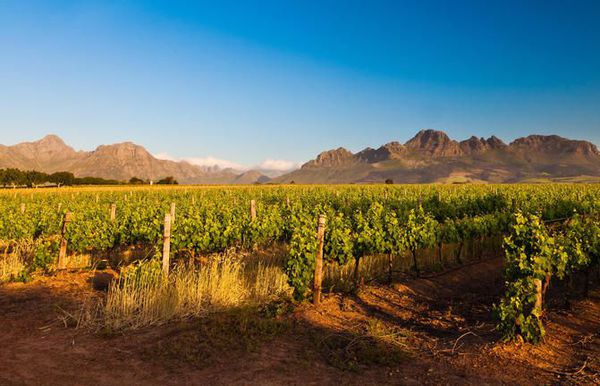 A photo of Full Day Cape Winelands Wine Tasting Tour
